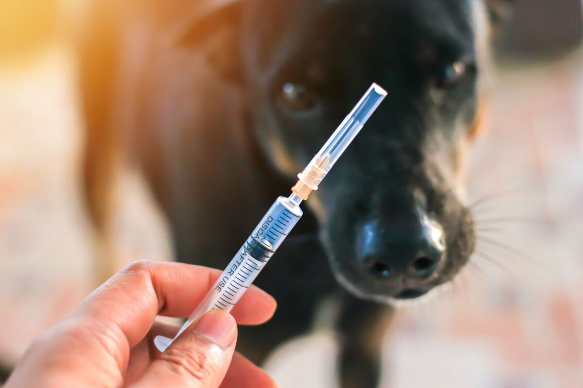 Salute Canina: Le Vaccinazioni Essenziali per il Tuo Cane