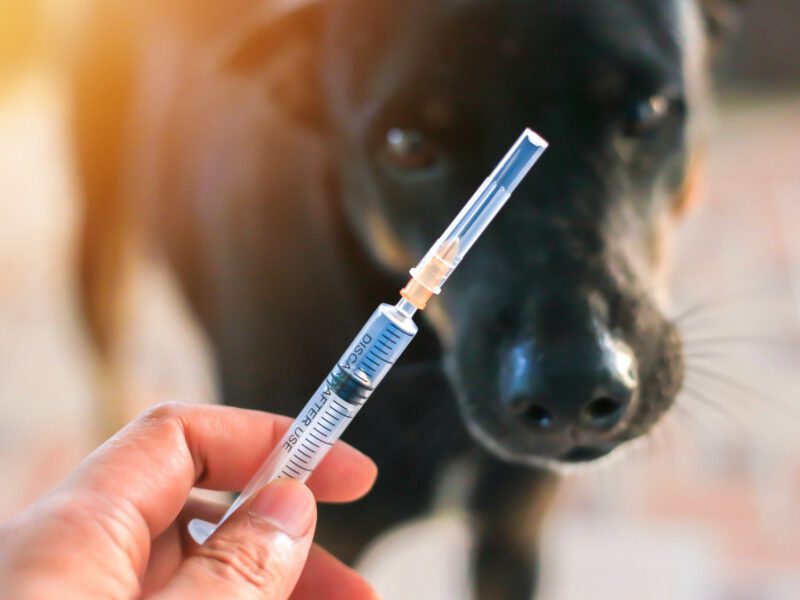 Salute Canina: Le Vaccinazioni Essenziali per il Tuo Cane