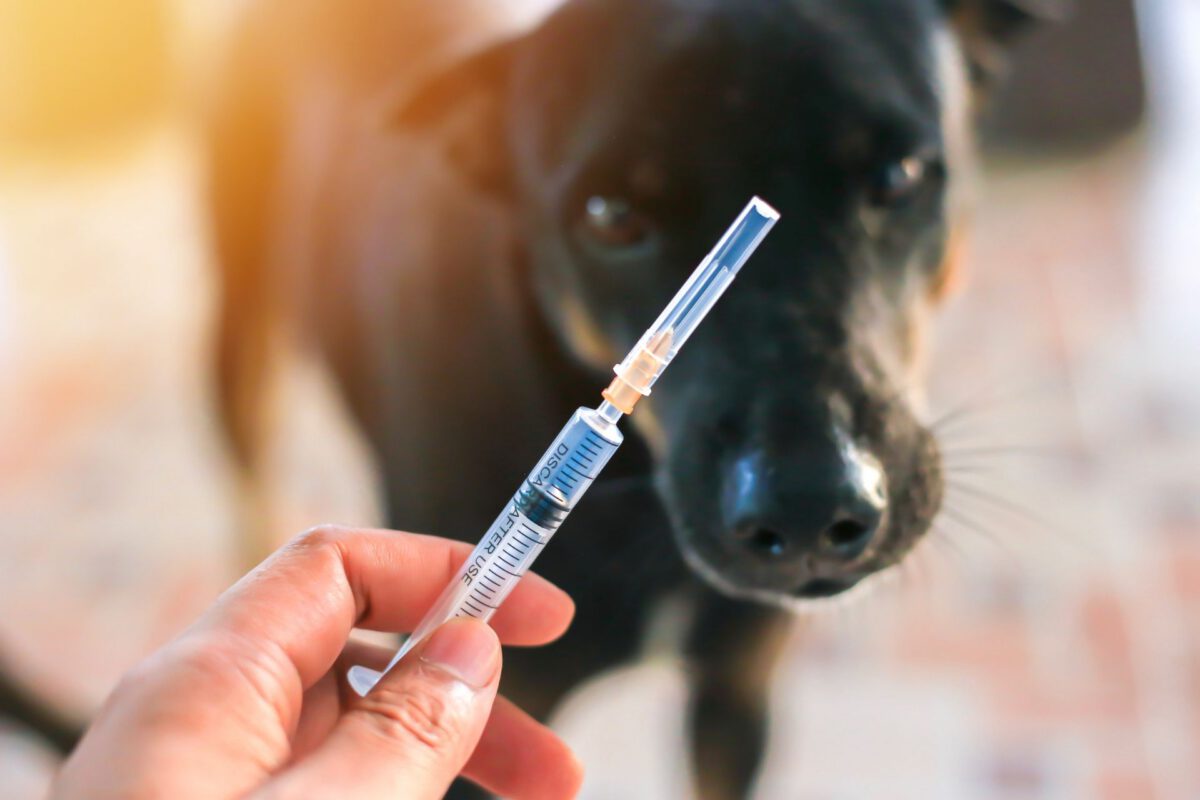 L’Importanza delle Vaccinazioni nei Cani: Proteggere la Salute del Tuo Fedele Compagno