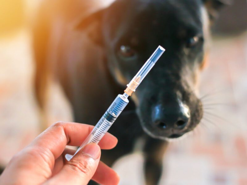 L’Importanza delle Vaccinazioni nei Cani: Proteggere la Salute del Tuo Fedele Compagno