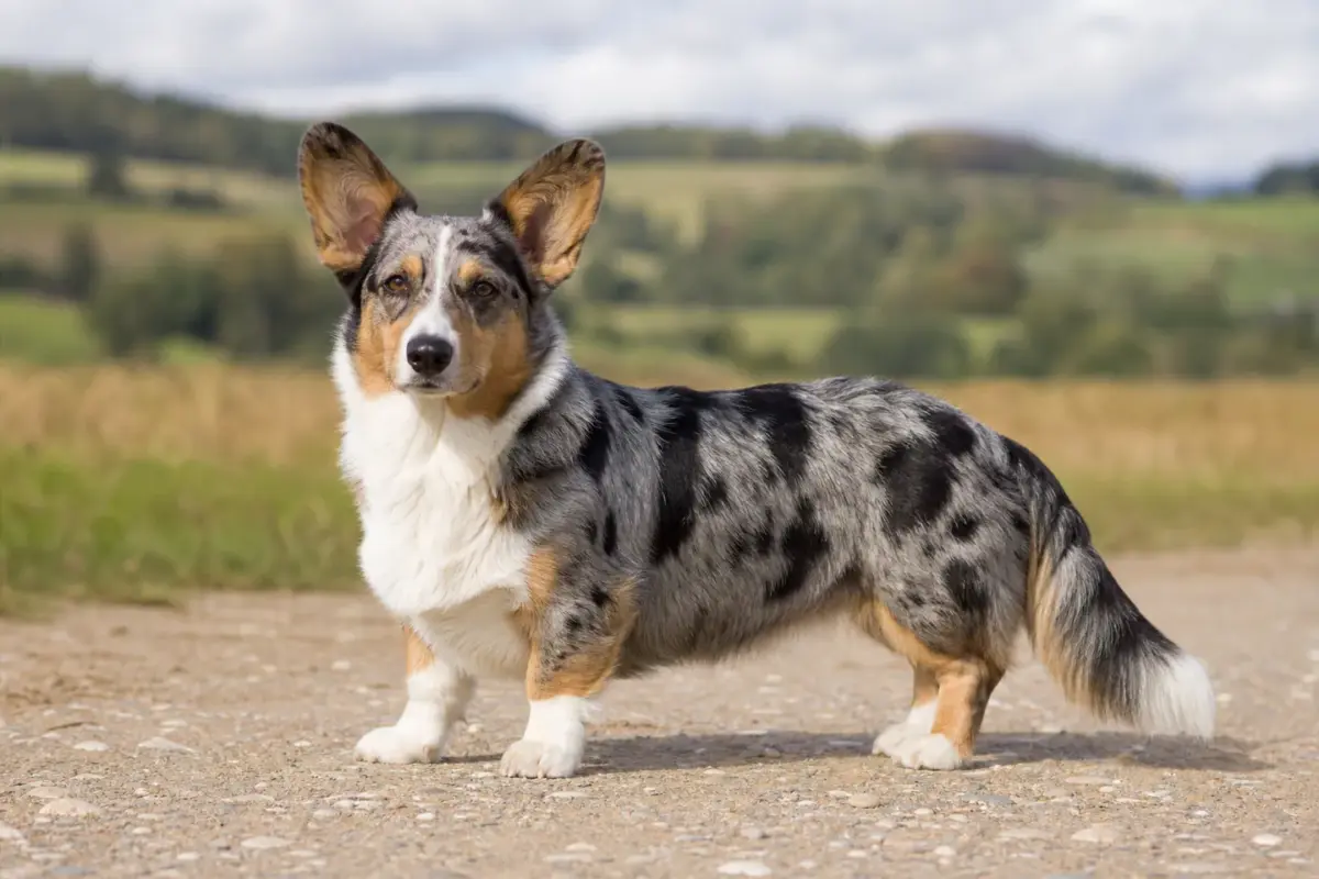 Welsh Corgi Cardigan adulto in ambiente naturale