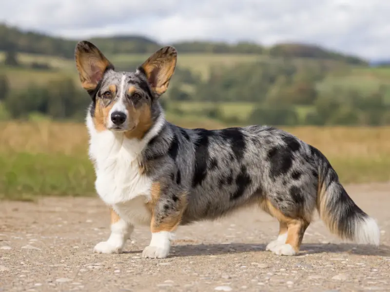 Welsh Corgi Cardigan adulto in ambiente naturale