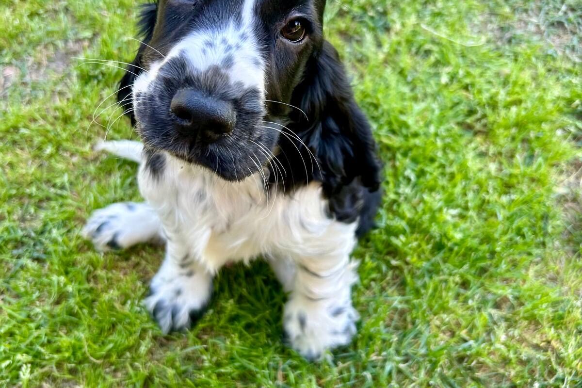 Cocker spaniel inglese   Image of 205e37a4 8c97 484a 8a41 e400d60b41a1 1200x800
