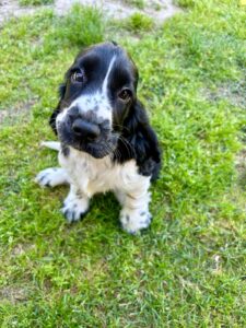 Home   Image of 205e37a4 8c97 484a 8a41 e400d60b41a1 225x300