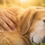 Gruppi Facebook Adozioni Cani: Verità Nascoste   Image of golden retriever riposa accarezzato sole 150x150