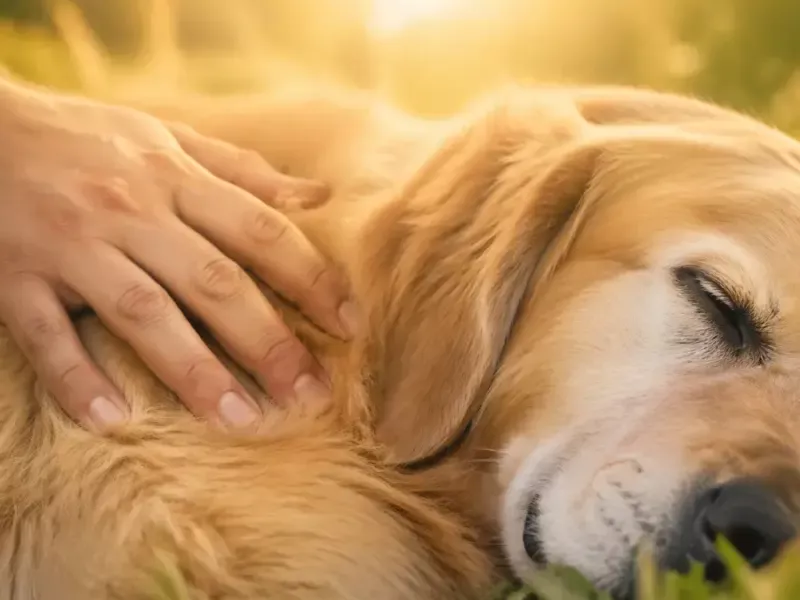 Dog Flipping: Un Fenomeno Preoccupante nel Mondo dei Cani   Image of golden retriever riposa accarezzato sole 800x600