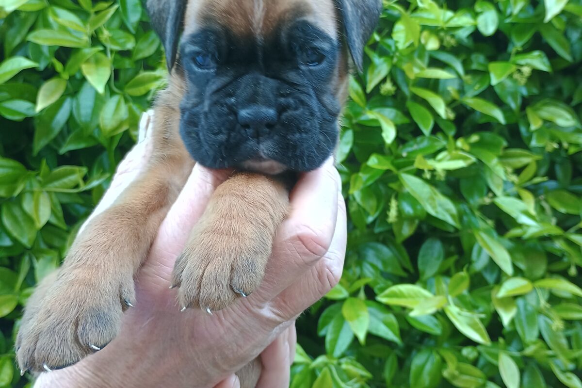Cuccioli di Boxer   Image of 1000117381 1200x800