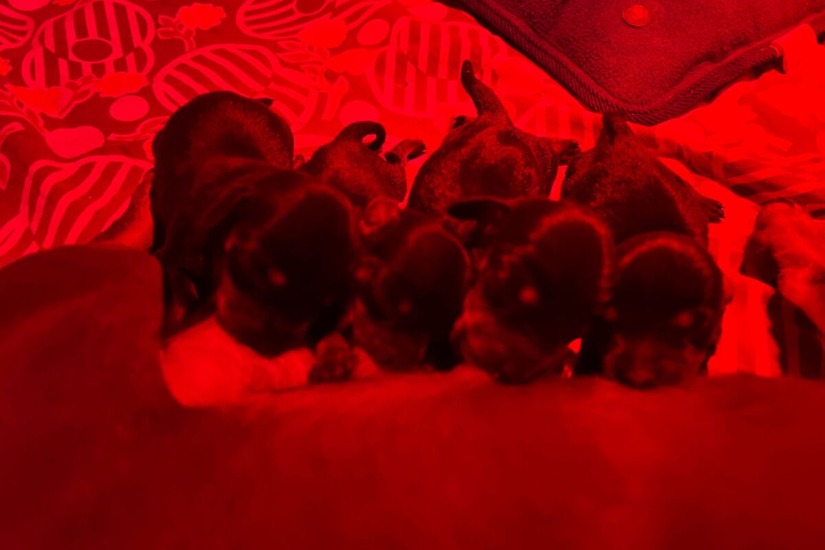 Cuccioli di bassotto kaninchen   Image of 1000135412 1200x800