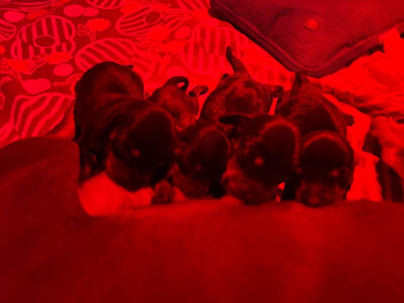 Cuccioli di Pastori tedesco   Image of 1000135412 800x600