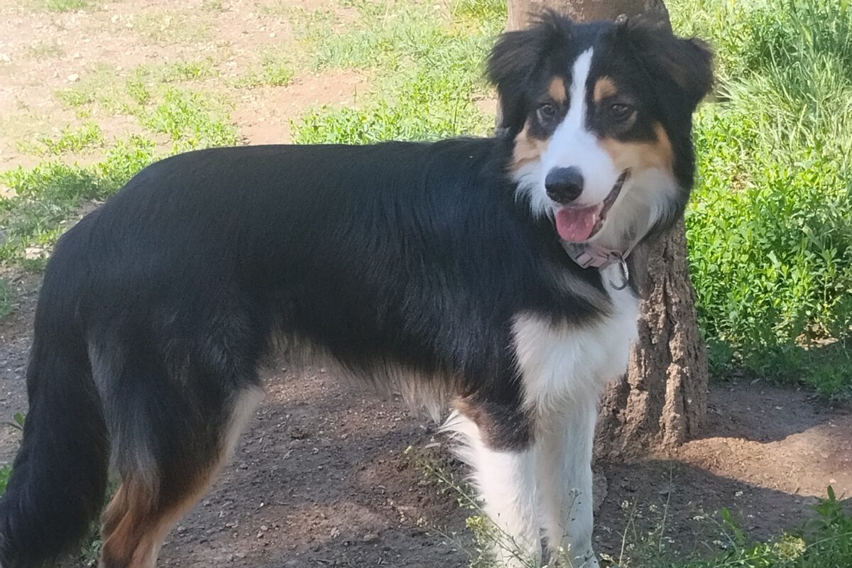 Buongiorno io offro il mio cane maschio border collie per accoppiamento   Image of 117560 1200x800