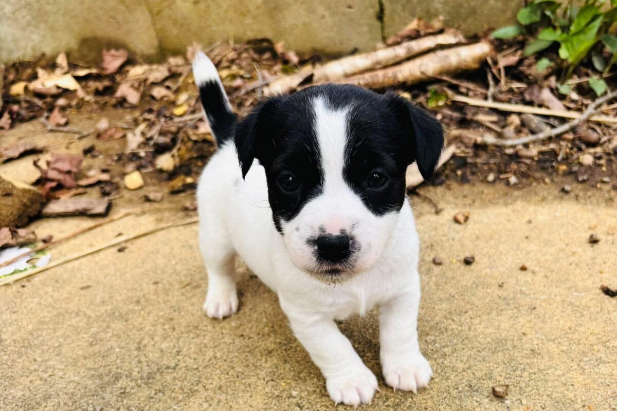 Cucciola Jack Russel bianca e nera   Image of FB IMG 1779798734795 1200x800