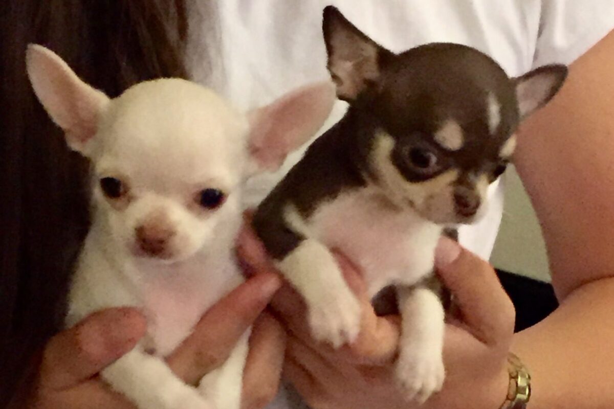 Cuccioli di Chihuahua in cerca di una nuova casa!   Image of cc 1200x800