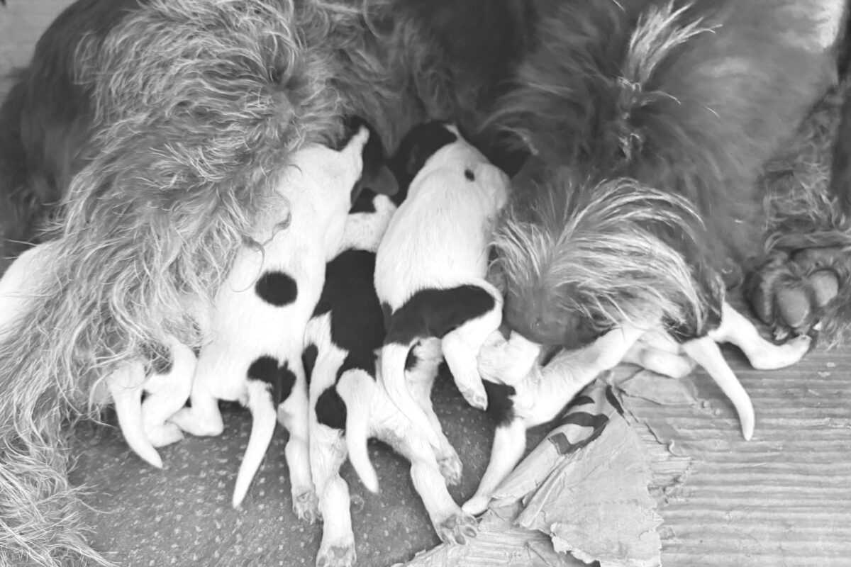 Cuccioli griffoni korthals   Image of IMG 20260705 WA0022 1200x800