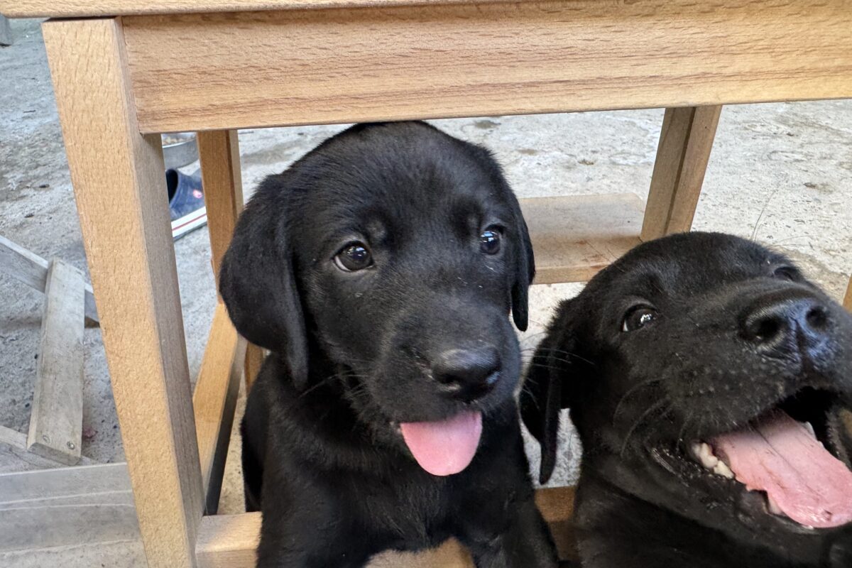 Cuccioli Labrador Nero con Pedigree ENCI   Image of IMG 6784 1200x800