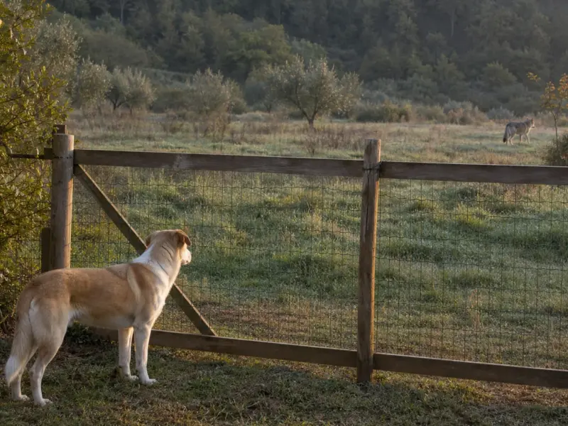 Cane al sicuro dietro una recinzione mentre un lupo si allontana