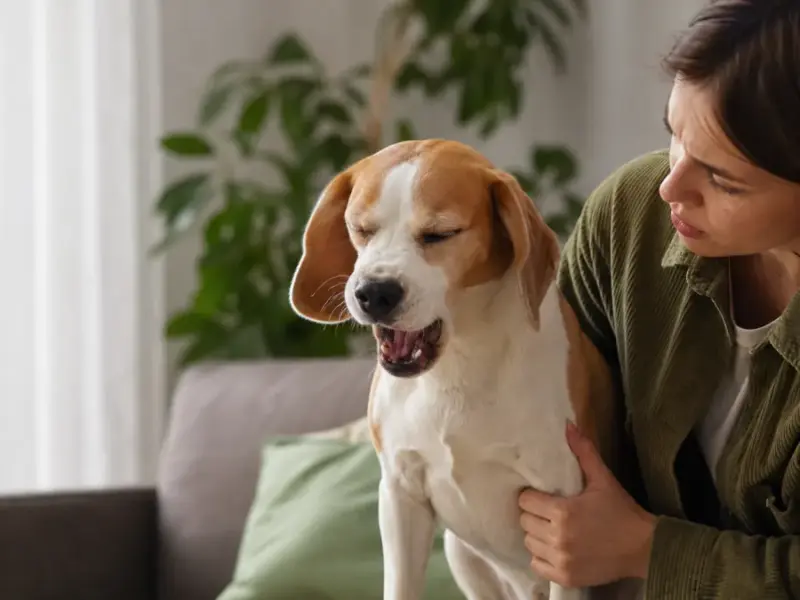 cane starnutisce sempre - starnuti continui nel cane