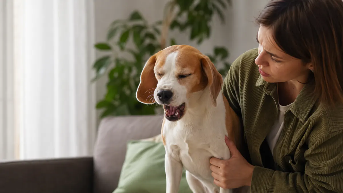 cane starnutisce sempre - starnuti continui nel cane
