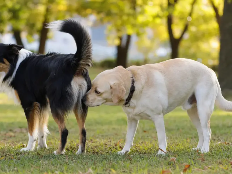 Due cani che si salutano annusandosi in un parco