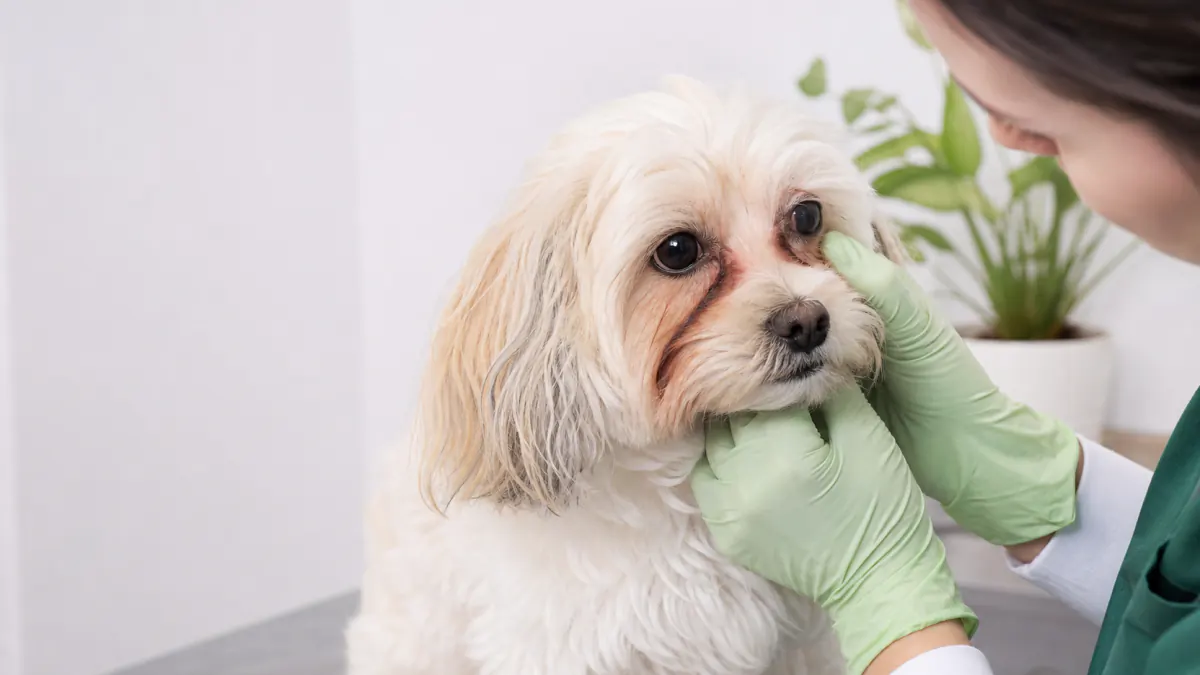 lacrimazione marrone cane - lacrimazione marrone nel cane