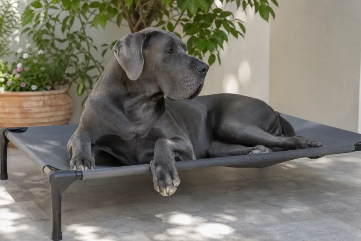 Cane con lettini rialzati e traspiranti in una situazione d'uso realistica - lettino rialzato per cani