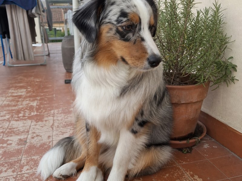 Lilla