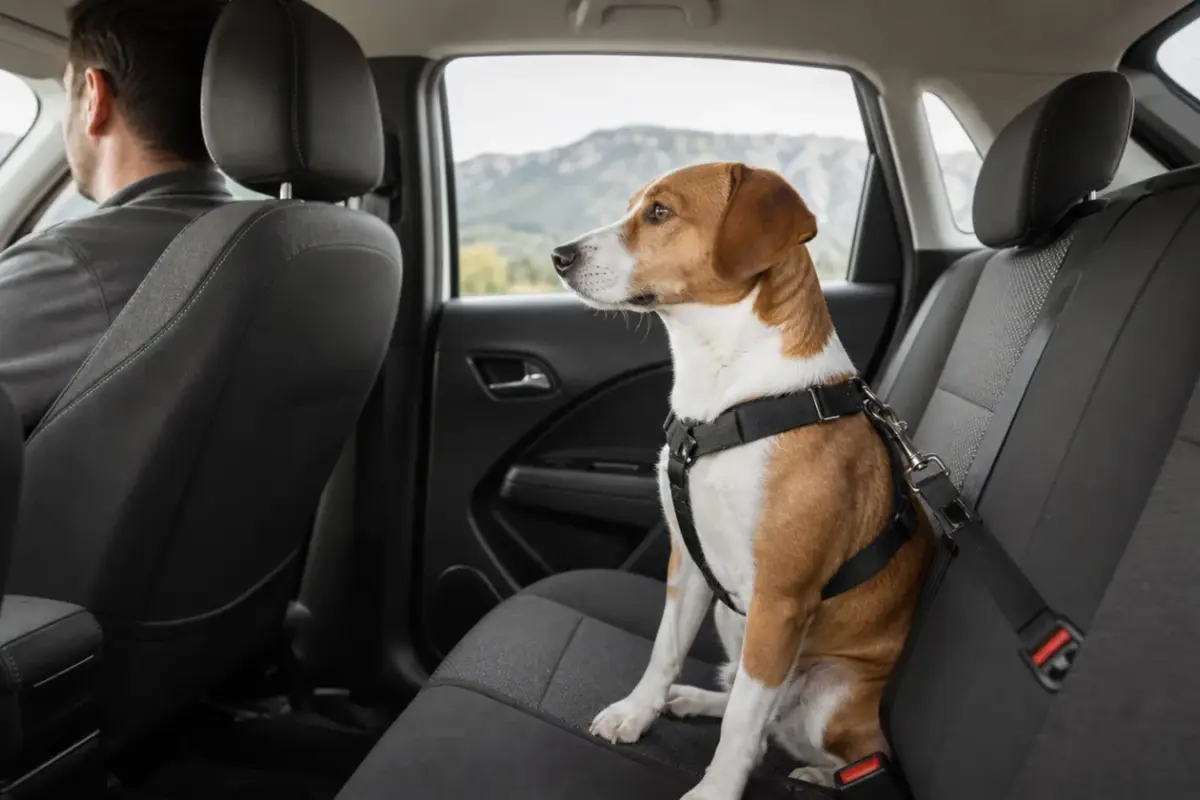Cane tranquillo assicurato correttamente sul sedile posteriore dell'auto - mal d'auto nel cane