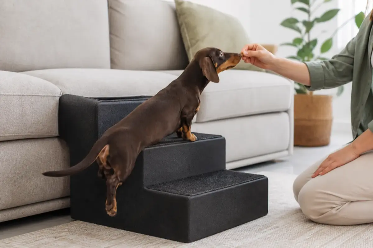 Cane con scalette pieghevoli per cani in una situazione d'uso realistica - scaletta per cani