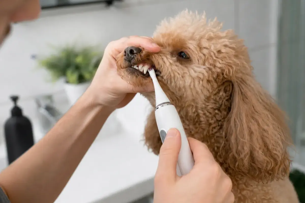 Cane con spazzolini a ultrasuoni per cani in una situazione d'uso realistica - spazzolino a ultrasuoni per cani