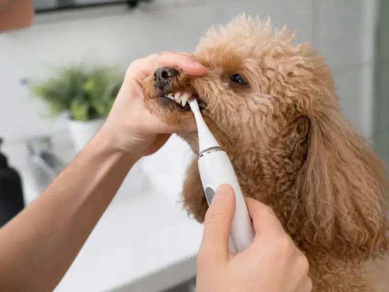Cane con spazzolini a ultrasuoni per cani in una situazione d'uso realistica - spazzolino a ultrasuoni per cani