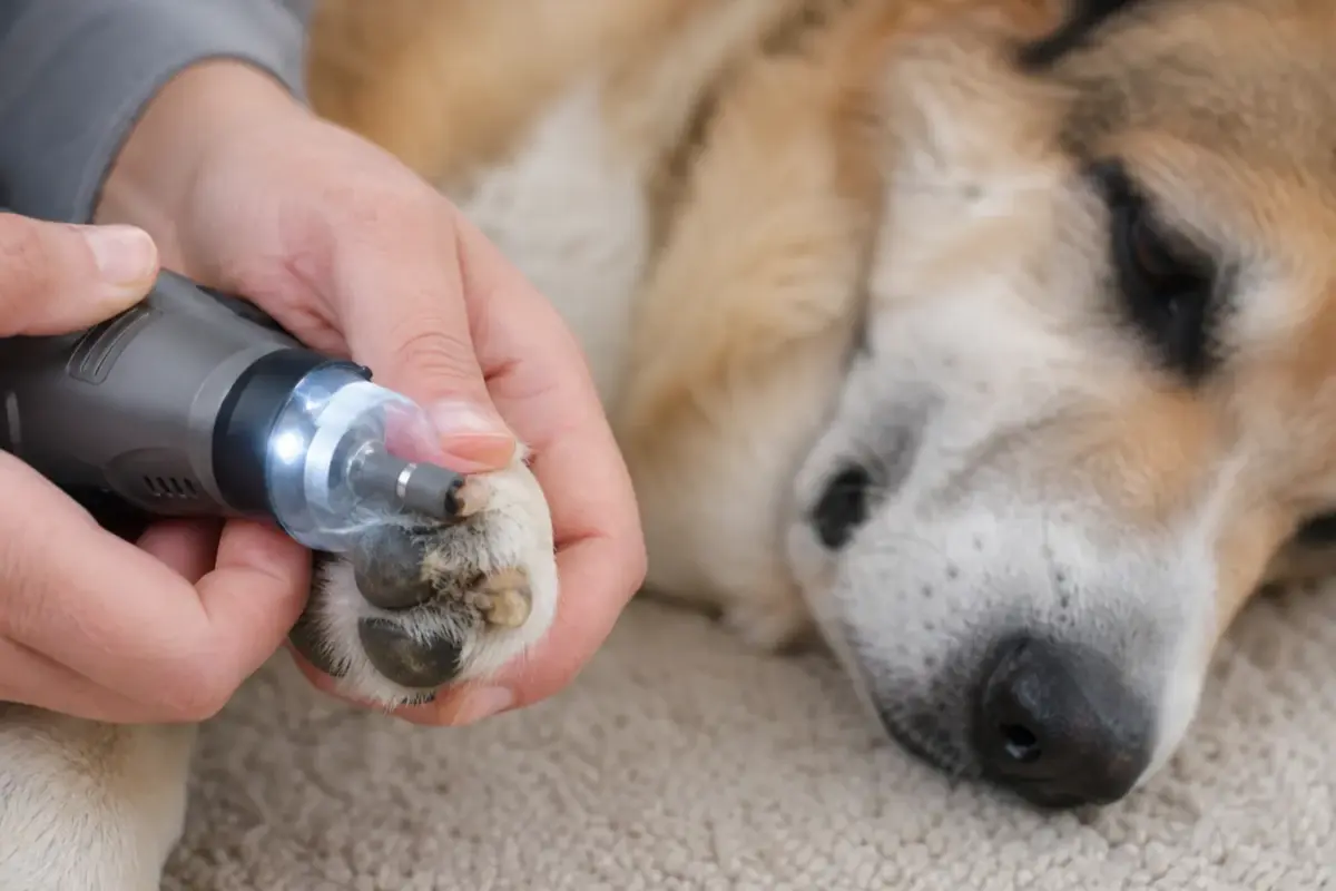 Cane con tagliaunghie elettrici con led o sensore in una situazione d'uso realistica - tagliaunghie elettrico per cani