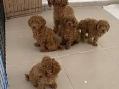 Regalo cuccioli di Barboncino in adozione, dolci e affettuosi