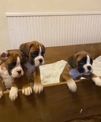 Regalo cuccioli di Boxer in adozione – dolci e giocherelloni