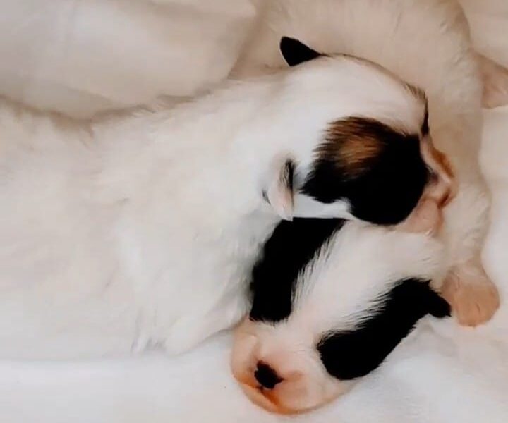 Coton de Tulear