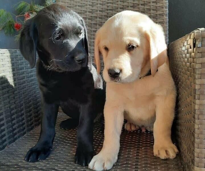 Cuccioli di Labrador Retriever in cerca di adozione 🐾