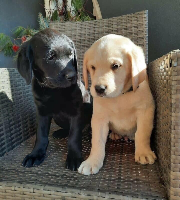 Cuccioli di Labrador Retriever in cerca di adozione 🐾